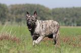 BOUVIER DES ARDENNES 107